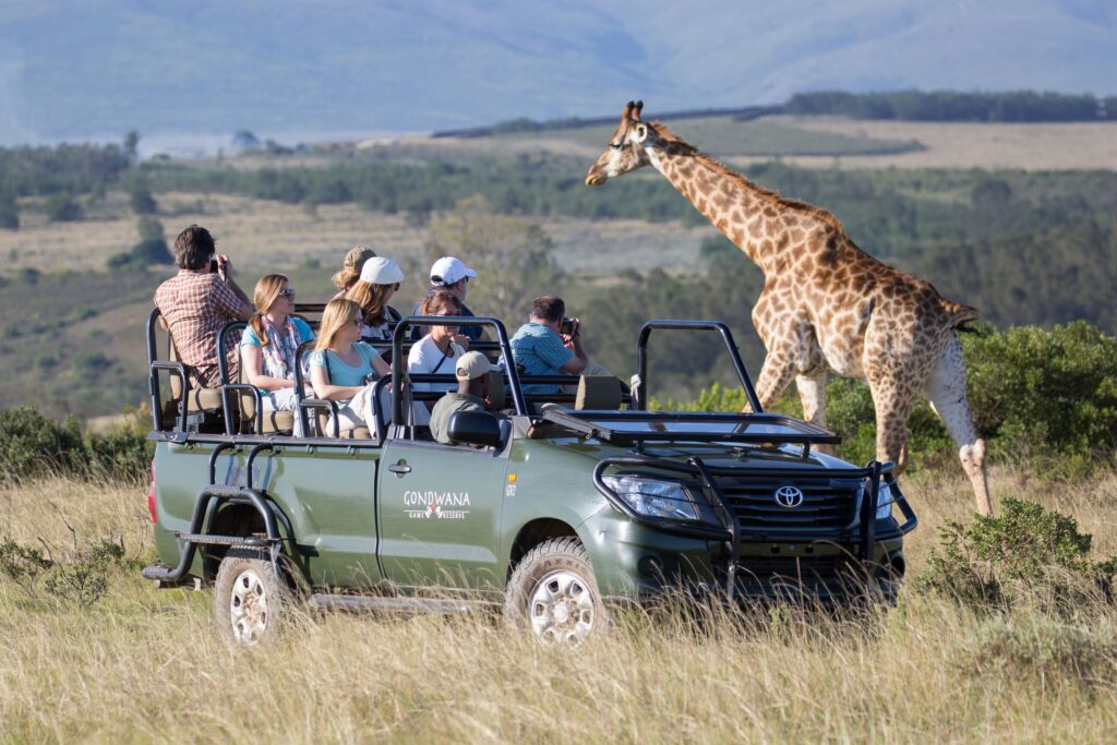 Safari im Krügerpark, Südafrika